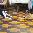 Love Dogs Adestramento Rio