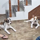 Love Dogs Adestramento Rio