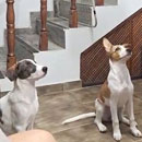 Love Dogs Adestramento Rio