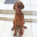 Love Dogs Adestramento Rio