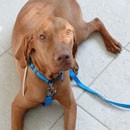 Love Dogs Adestramento Rio