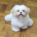 Love Dogs Adestramento Rio.
