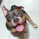 Love Dogs Adestramento Rio.
