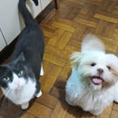 Love Dogs Adestramento Rio.