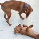 Love Dogs Adestramento Rio.