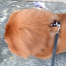 Love Dogs Adestramento Rio.