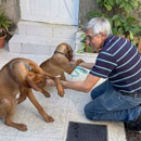 Love Dogs Adestramento Rio.