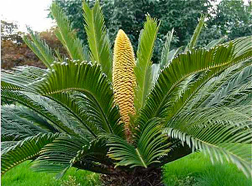 Cyca revoluta - Cica palmeira Sagu - Sagu de jardim