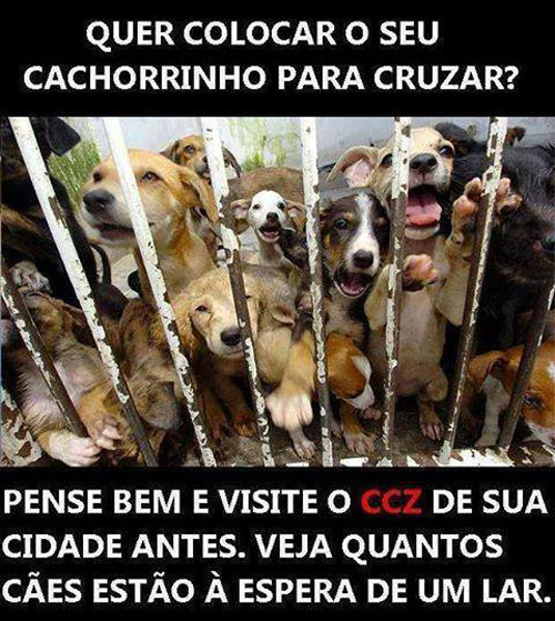 Quer colocar o seu cachorrinho para cruzar? Quer colocar o seu cachorrinho para cruzar?