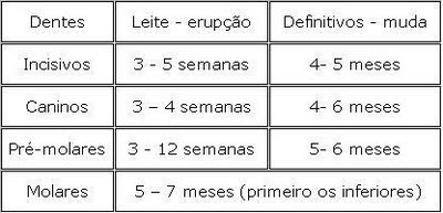 Dentição dos cães - idade com que nascem cada tipo de dentes.