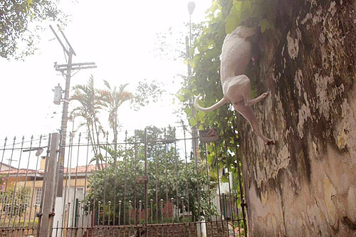 Cadela da Natália pulando o muro