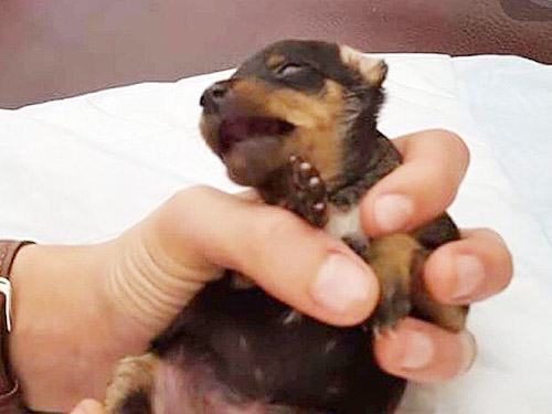 Cãozinho teve o pênis mutilado para parecer fêmea teve o pênis mutilado para parecer fêmea
