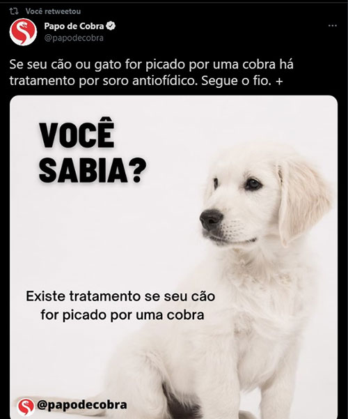 Existe tratamento se seu cão for picado por uma cobra.
