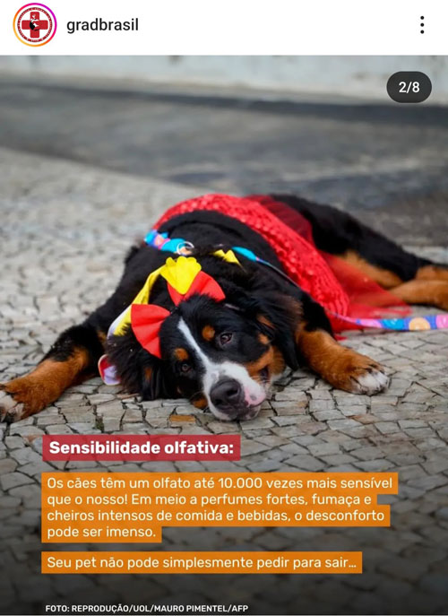 Carnaval não é lugar para Pets.