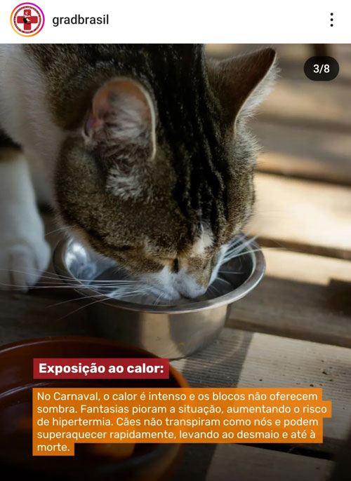 Carnaval não é lugar para Pets.