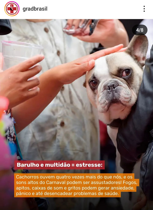 Carnaval não é lugar para Pets.