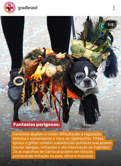 Carnaval não é lugar para Pets.