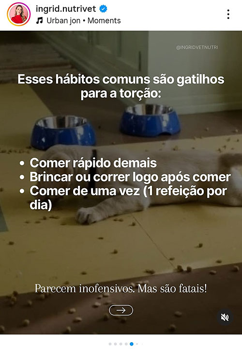 Os riscos da Torção Gástrica em cães.
